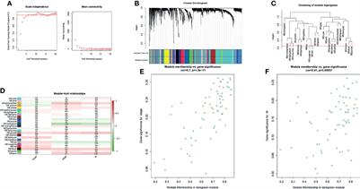 EPHX2 Inhibits Colon Cancer Progression by Promoting Fatty Acid Degradation